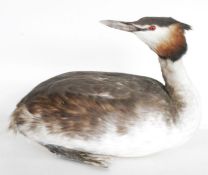 Red throated diver (Gavia stellata), in winter plumage model diving on a painted wooden stand,