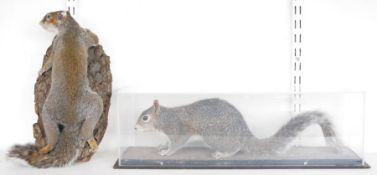 Two taxidermy Eastern Gray Squirrels (Sciurus carolinensis), modelled standing on earth base, within