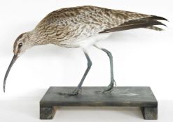Taxidermy Eurasian Whimbrel (Numenius phaeopus) modelled standing on a black painted base, 28cm long