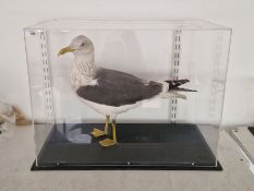 Large cased taxidermy gull, modelled standing within a perspex and black painted stand, 43cm high