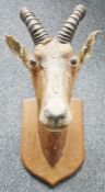 Taxidermy Ibex antlers on shield-shaped oak wall mount, 84cm high