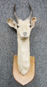 Taxidermy antelope head and horns on shield-shaped oak wall mount, 72.5cm high