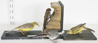 Eight taxidermy birds comprising two yellow wagtails (Motacilla flava) on painted wooden bases, a