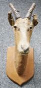 Ibex head and antlers, on shield-shaped oak wall mount, 87cm high overall