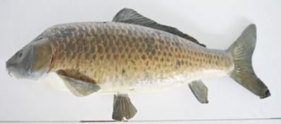 Taxidermy Common/European Carp (Cyprinus carpio), uncased, 54.5cm long