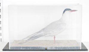 Cased taxidermy Arctic Tern (Sterna paradisaea), modelled standing on a sandy base, within perspex