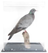 Cased taxidermy Stock Dove (Columba oenas), modelled perched on a branch, within perspex case and