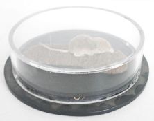 Taxidermy Common Shrew (Sorex araneus) mounted on a base within a cylindrical perspex stand and