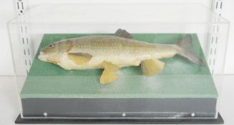 Cased taxidermy fish, perhaps a Chub (Squalius cephalus), mounted on a green fabric stand within