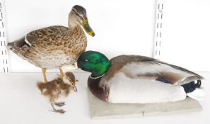Three taxidermy ducks and a duckling, two Mallards (Anas platyrhynchos), one freestanding the