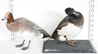 Taxidermy Northern shoveler (Spatula clypeata), modelled freestanding, 26cm high, a taxidermy Tufted