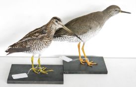 Taxidermy Common Snipe (Gallinago gallinago) model standing on black painted wooden base, together