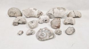 Collection of assorted fossilised ammonites and associated fragments, probably Liparoceras (1 box)