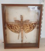 Papua New Guinea stick insect 'Phasma gigas', mounted in case labelled 'Superior Butterfly Framing