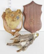 Taxidermy oak mounted fox's head, 25.5cm high, together with a taxidermy bird of prey perched on a