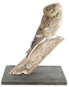 Taxidermy Eurasian Skylark (Alauda arvensis) model perched on a tree stump in song, on a painted
