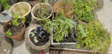 Collection of garden plant pots in various materials land shapes including three reconstituted stone