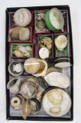 Quantity of shells, some in circular glass-topped cardboard specimen boxes, to include Fusus (
