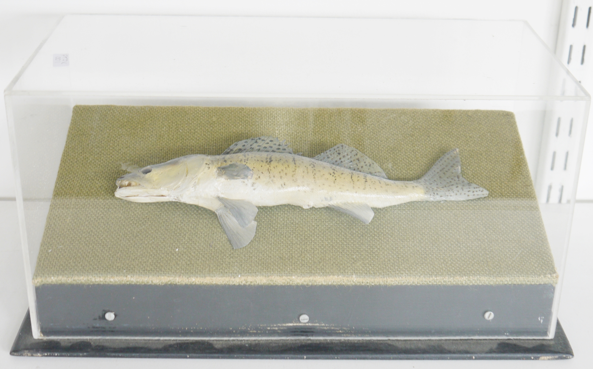 Two cased taxidermy fish, the first a Pike Perch (Sander lucioperca) and another, perhaps a Chub ( - Image 2 of 2
