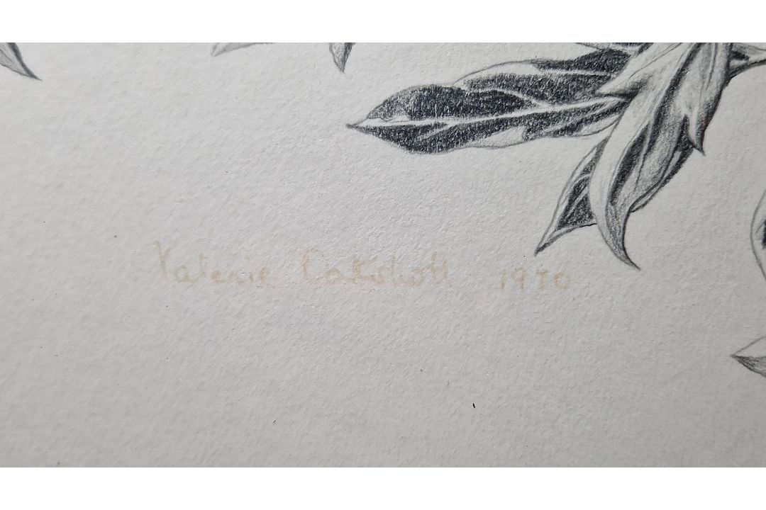 Valerie Oakshott Watercolour Study of a yellow rose (copy of Redoute's Rosier des Parfumes) signed - Image 7 of 7