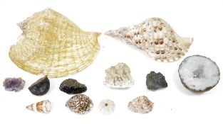 LOT WITHDRAWN Collection of shells and other items within a large circular wicker basket including a