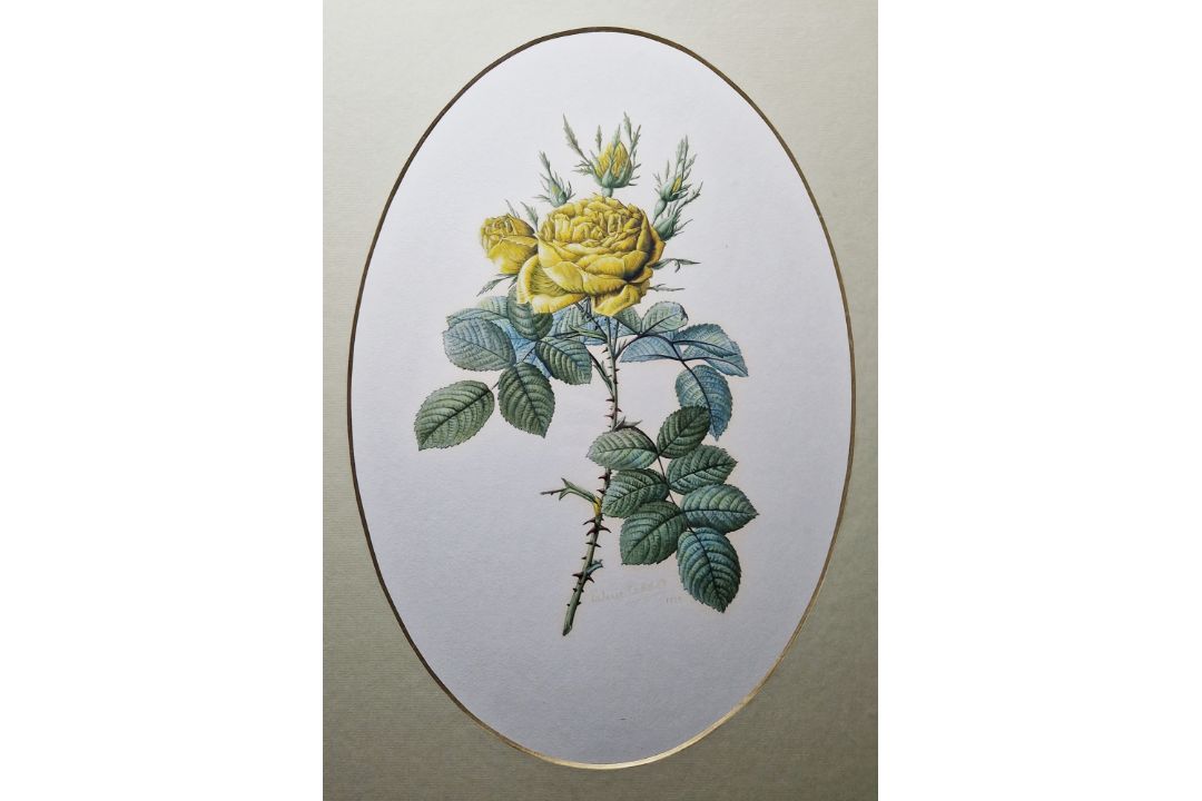 Valerie Oakshott Watercolour Study of a yellow rose (copy of Redoute's Rosier des Parfumes) signed - Image 1 of 7