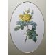 Valerie Oakshott Watercolour Study of a yellow rose (copy of Redoute's Rosier des Parfumes) signed - Image 1 of 7