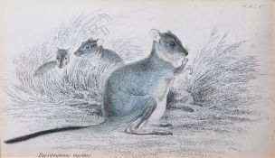 After Sir William Jardine and William Home Lizars Hand-coloured engraving Five hand-coloured