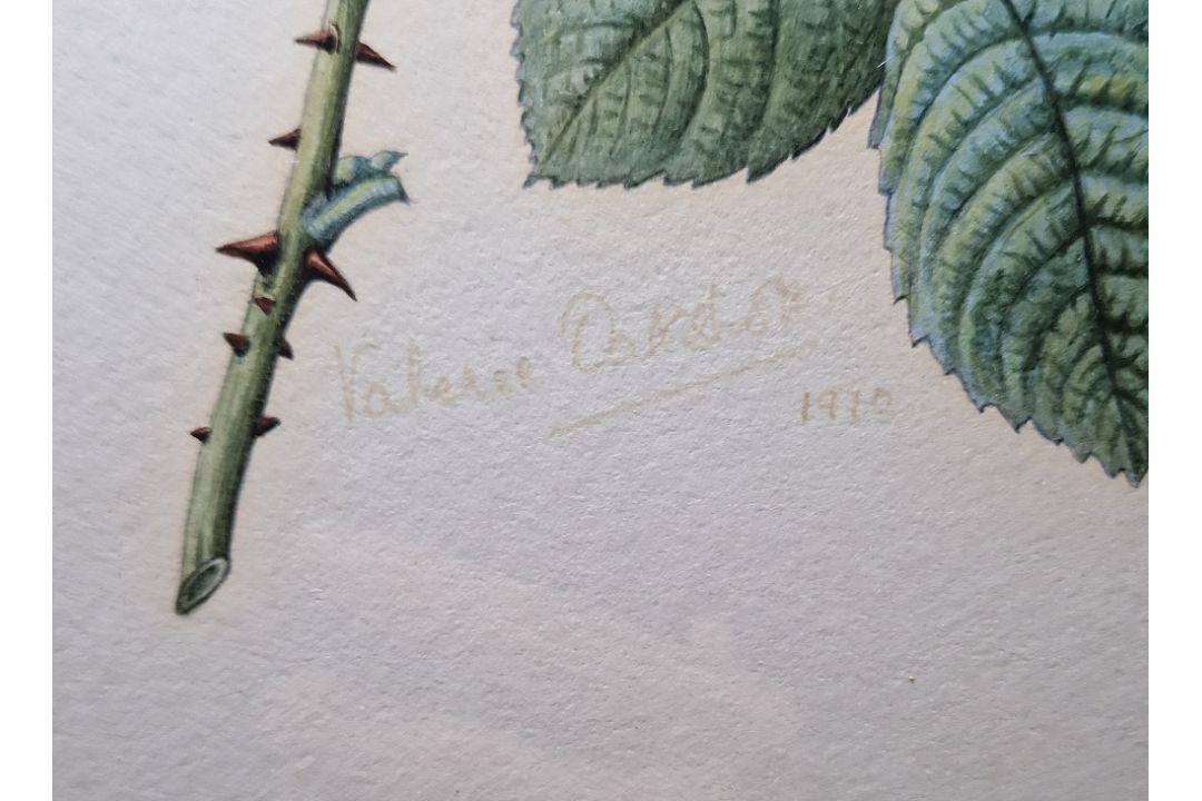 Valerie Oakshott Watercolour Study of a yellow rose (copy of Redoute's Rosier des Parfumes) signed - Image 6 of 7