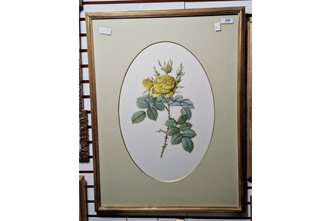 Valerie Oakshott Watercolour Study of a yellow rose (copy of Redoute's Rosier des Parfumes) signed - Image 5 of 7