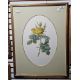 Valerie Oakshott Watercolour Study of a yellow rose (copy of Redoute's Rosier des Parfumes) signed - Image 5 of 7