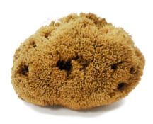 Large natural sea sponge, 40cm long
