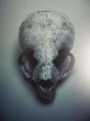 Guido Mocafico (b.1962), sea lion skull, photographic print, label verso, edition 1/15. H.52 W.42.