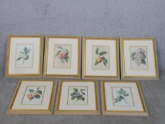 After Pierre-Joseph Redoute a set of seven gilt framed and glazed hand coloured botanical engravings