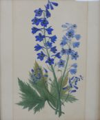 A 19th century British school, botanical study of Cornflower, watercolour on paper, unsigned and