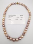 A multi colour Edison pearl necklace with 9ct yellow gold magnetic clasp. Comprises of forty seven