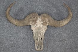 Taxidermy. A Wildebeest skull or maybe a Bison. Probably 19th-century, judging by its age wear. H.60