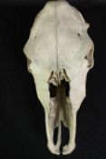 Unidentified animal skull. A cow maybe. L.45 x H.17 cm.