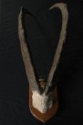 A set of mounted goat horns. L.70 cm.