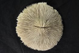 A White coral specimen with a diameter of 14 cm.