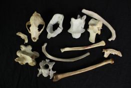 A collection of bones. A small skull and others from an unknown animal. The largest measures L.25