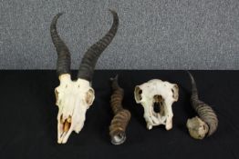 Two animal skulls and two horns probably from a Gazelle. The largest measures L.48 cm.