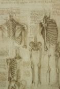 Leonardo da Vinci. Anatomical print. Framed and glazed. H.58 x W.40 cm.