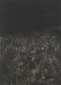 Leila Pedersen. Etching. 'Dandelion by water'. Signed and titled in pencil. Framed, mounted and