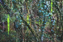 A large photograph. Unsigned. Framed and glazed. H.77 W.110 cm.