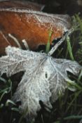 Nadjib Le Fleurier. Giclée print titled 'As in Life'. Limited edition of 150 copies. Framed and