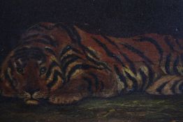 Oil on board. A Tiger, possibly a portrait of a caged animal. In a gilt decorated frame. H.30 W.45