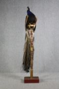 Taxidermy. A stuffed Indian Peacock (Pavo cristatus), male adult, on a high carved perch with