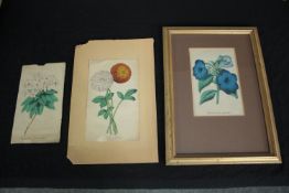 Three hand coloured botanical prints. One framed and glazed. H.36 W.26cm. (largest)