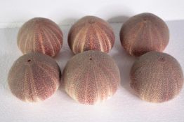 A collection of six sea urchins. H.10 W.13 cm. (largest)